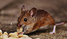 24 Hour & Emergency Exterminators in Fort Seneca, OH